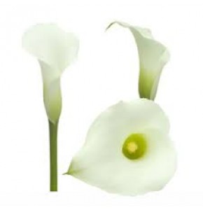 ΚΑΛΛΑ  ΜΙΝΙ  ΛΕΥΚΗ  CALLA  VENTURA
